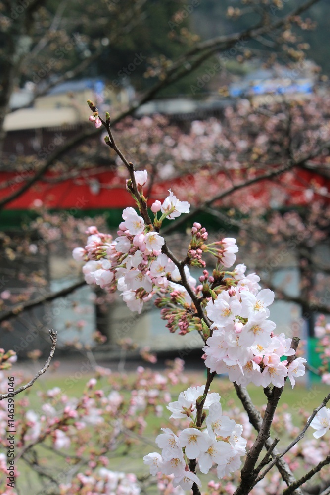 Obraz premium 満開の桜と赤い橋