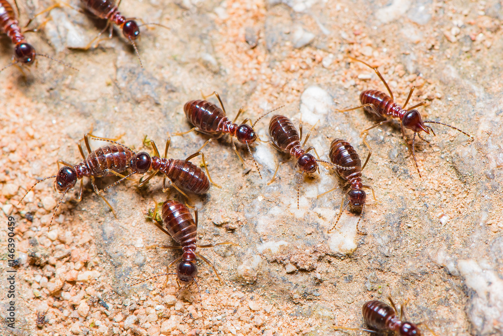 Dark brown termites are walking on the ground back to their nest. Dark brown termites are walking on the ground back to their nest.