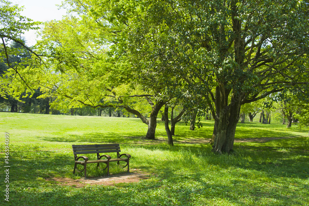 公園の木陰　ベンチ