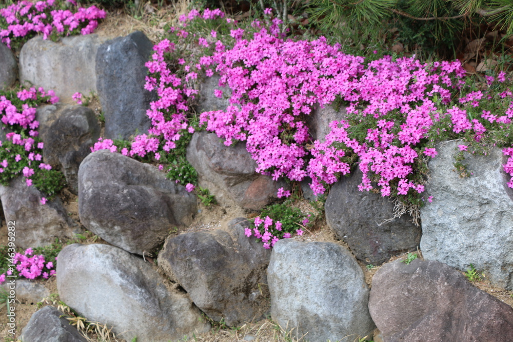 Fototapeta premium 石垣の芝桜