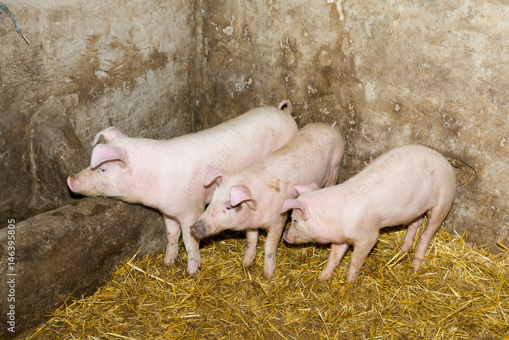 Breeding pigs on the farm. Pig flu. Breeding pigs on the farm. Pig flu.