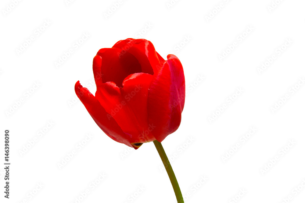 Blooming fragrant red tulip on a white background isolated. Blooming fragrant red tulip on a white background isolated.