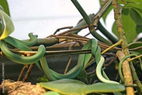 Paar der Rauen Grasnatter (Opheodrys aestivus) bei der Balz
 photo