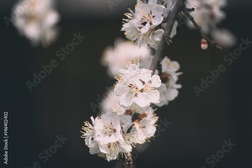 Apricot spring tree flower over dark background, seasonal floral nature concept