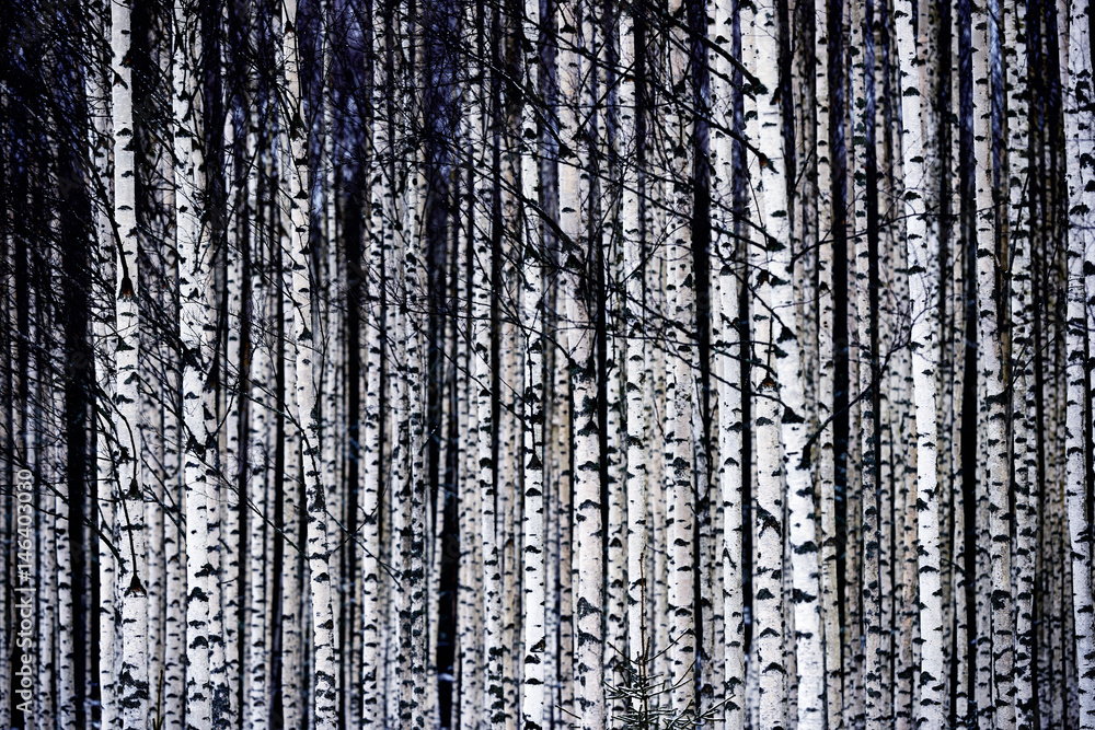 Obraz premium björkar