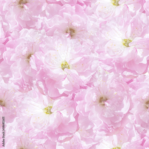 seamless  pattern pink sakura plum flowers