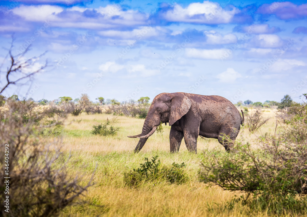 African Savannah Elephant at the Kruger National Park, South Africa