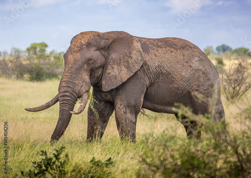 African Savannah Elephant at the Kruger National Park  South Africa