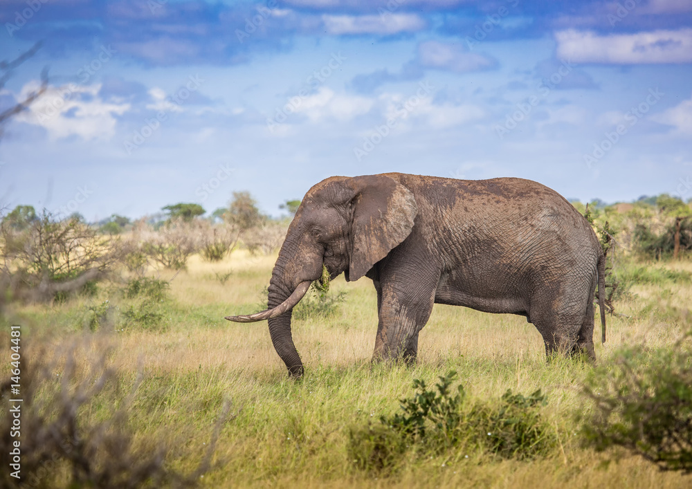 African Savannah Elephant at the Kruger National Park, South Africa