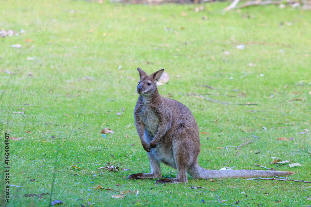 Bennett's wallaby at Adventure Bay, Bruny Island, Tasmania, Australia