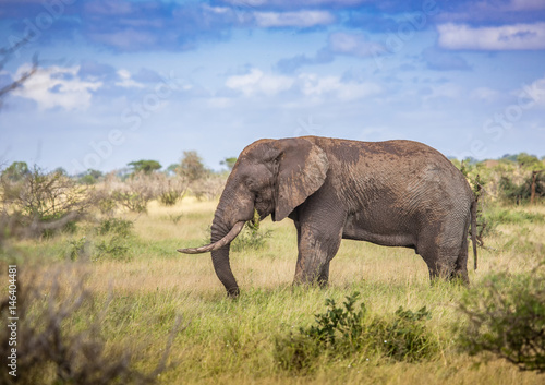 African Savannah Elephant at the Kruger National Park  South Africa