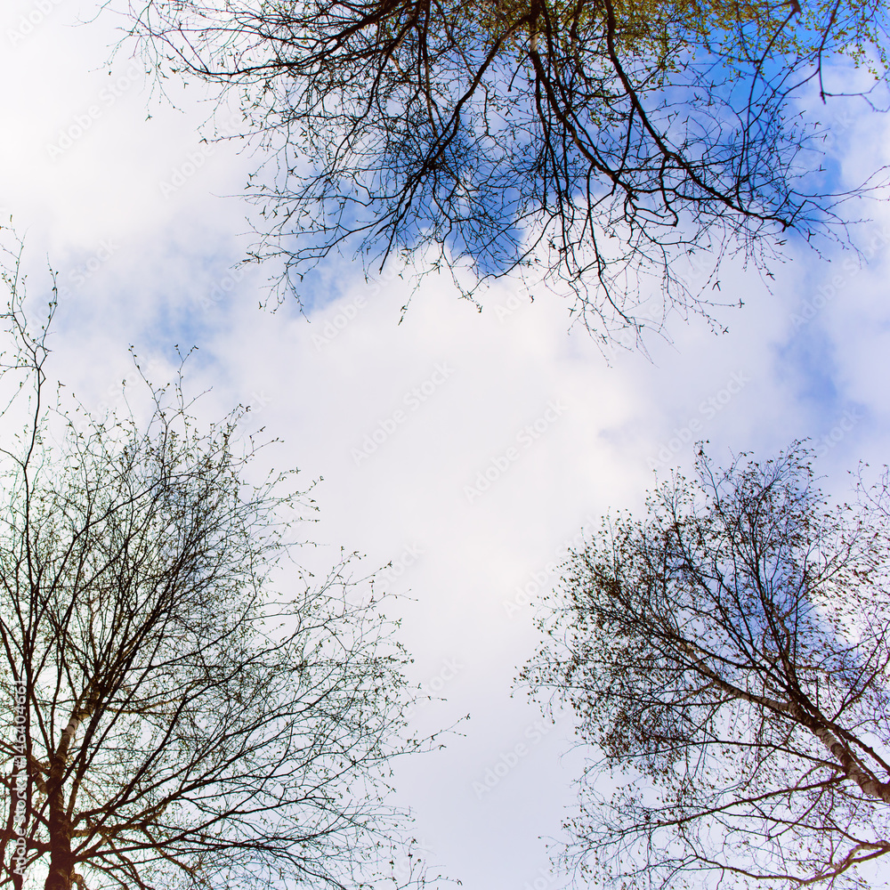 Natural abstract background with white clouds, blue sky and black tree twigs, perspective view. Natural abstract background with white clouds, blue sky and black tree twigs, perspective view.