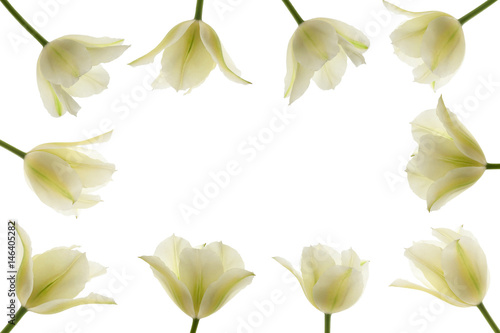 rahmen aus weissen tulpen blüten auf weißem hintergrund