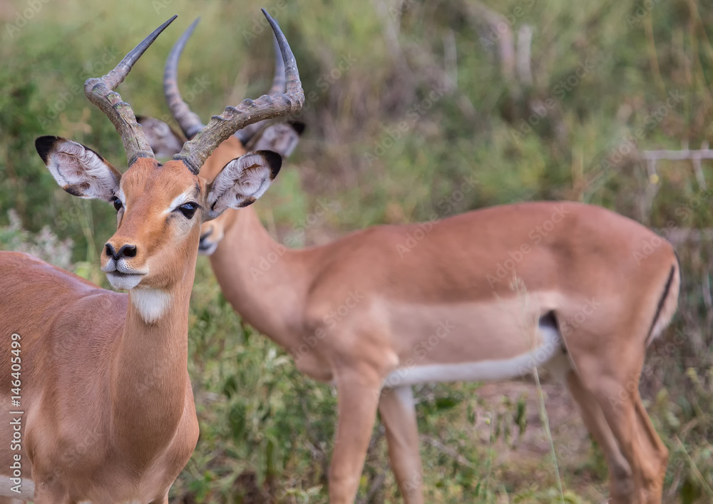 Impala male at the Kruger National Park, South Africa Impala male at the Kruger National Park, South Africa