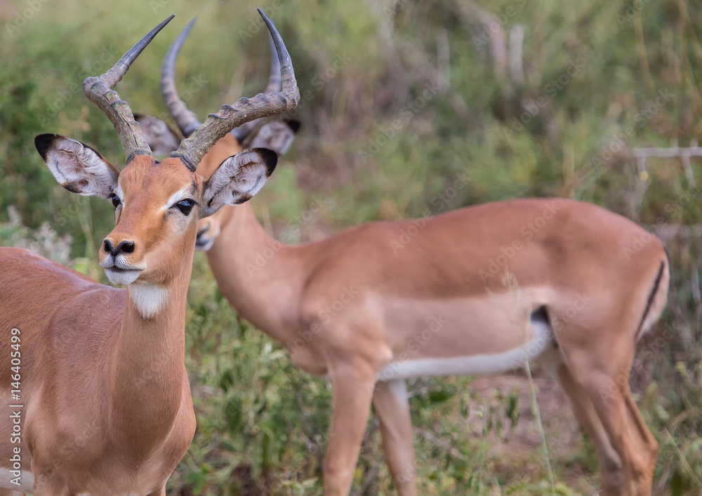 Impala male at the Kruger National Park, South Africa