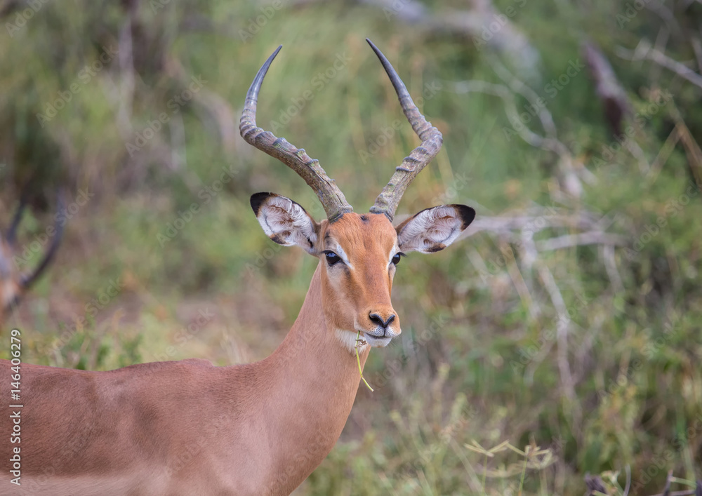 Impala male at the Kruger National Park, South Africa Impala male at the Kruger National Park, South Africa