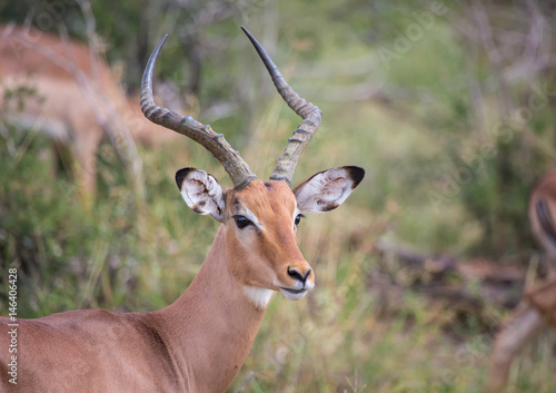 Impala male at the Kruger National Park  South Africa