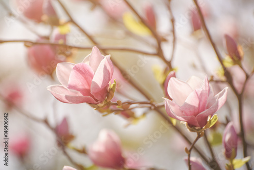 Blossoming of pink magnolia flowers in spring time, retro vintage hipster background