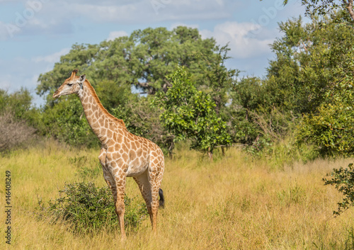 Giraffe at the Kruger National Park  South Africa