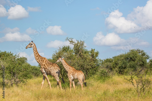 Giraffe mother with child at the Kruger National Park, South Africa
