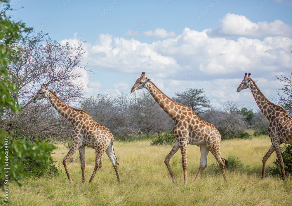 Obraz premium Giraffe at the Kruger National Park, South Africa