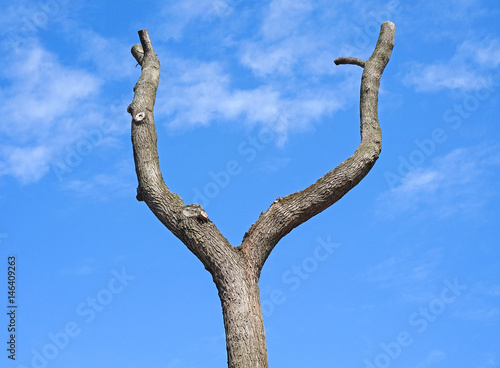Dry tree against blue sky