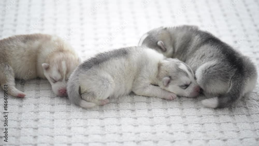 Cute siberian husky puppies sleeping1 Cute siberian husky puppies sleeping1