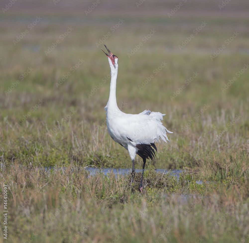 Call of the Whooper - A whooping crane squawks its loud, bugle call to family members. Call of the Whooper - A whooping crane squawks its loud, bugle call to family members.