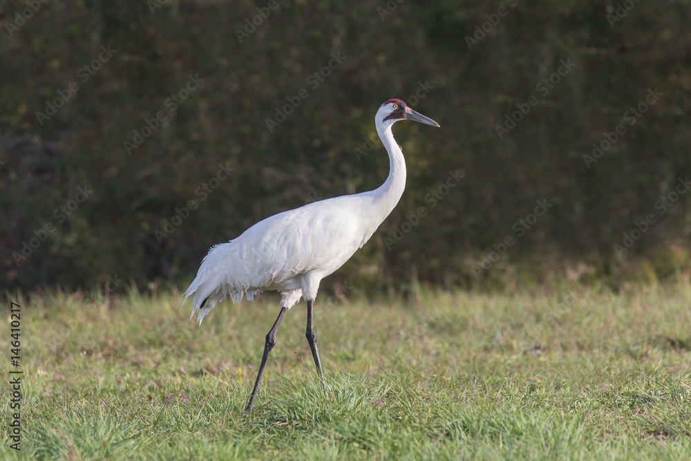Strutting Adult Whooper - An adult whooping crane struts while looking for prey. Strutting Adult Whooper - An adult whooping crane struts while looking for prey.