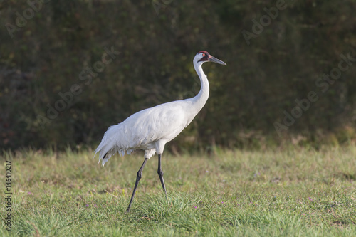 Strutting Adult Whooper - An adult whooping crane struts while looking for prey.