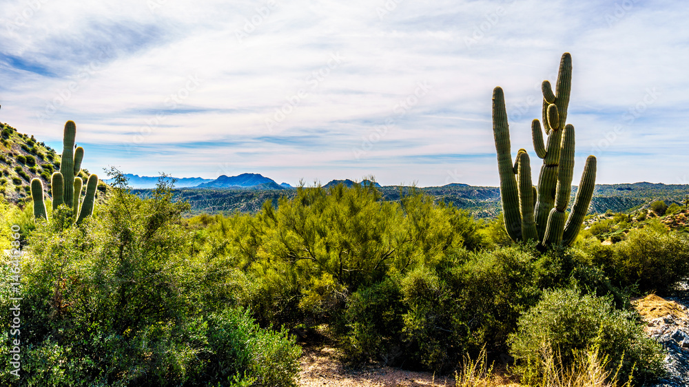 Tall Saguaro Cactus in the Semi Desert landscape of Tonto National Forest in Arizona, United States