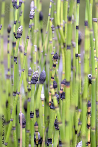 Texture formed by green stems and buttons of aquatic flower © rpferreira