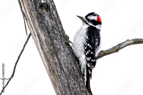 Hairy Woodpecker
