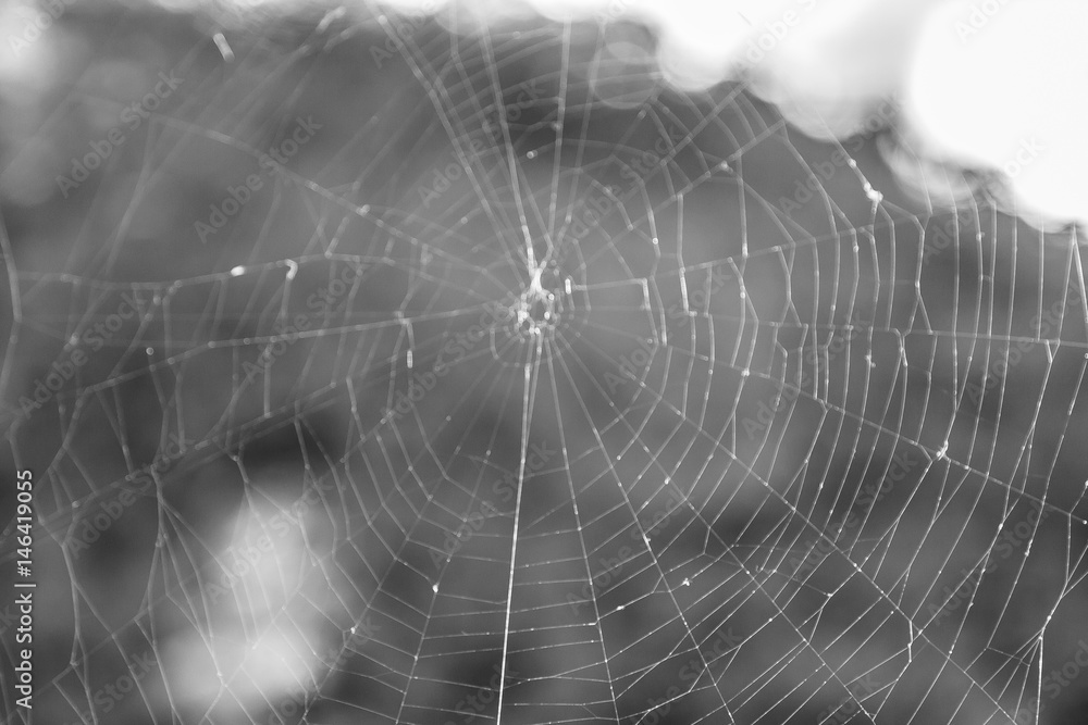 Obraz premium spider web at milford sound, new zealand