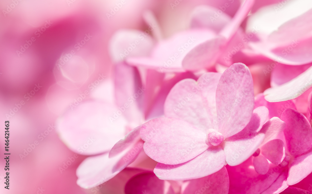 Obraz premium Abstract of pink hydrangea flowers.