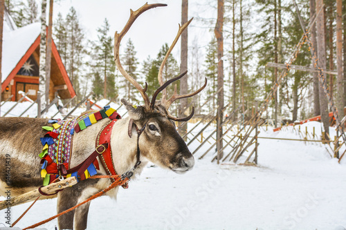 Reindeer in Lapland photo