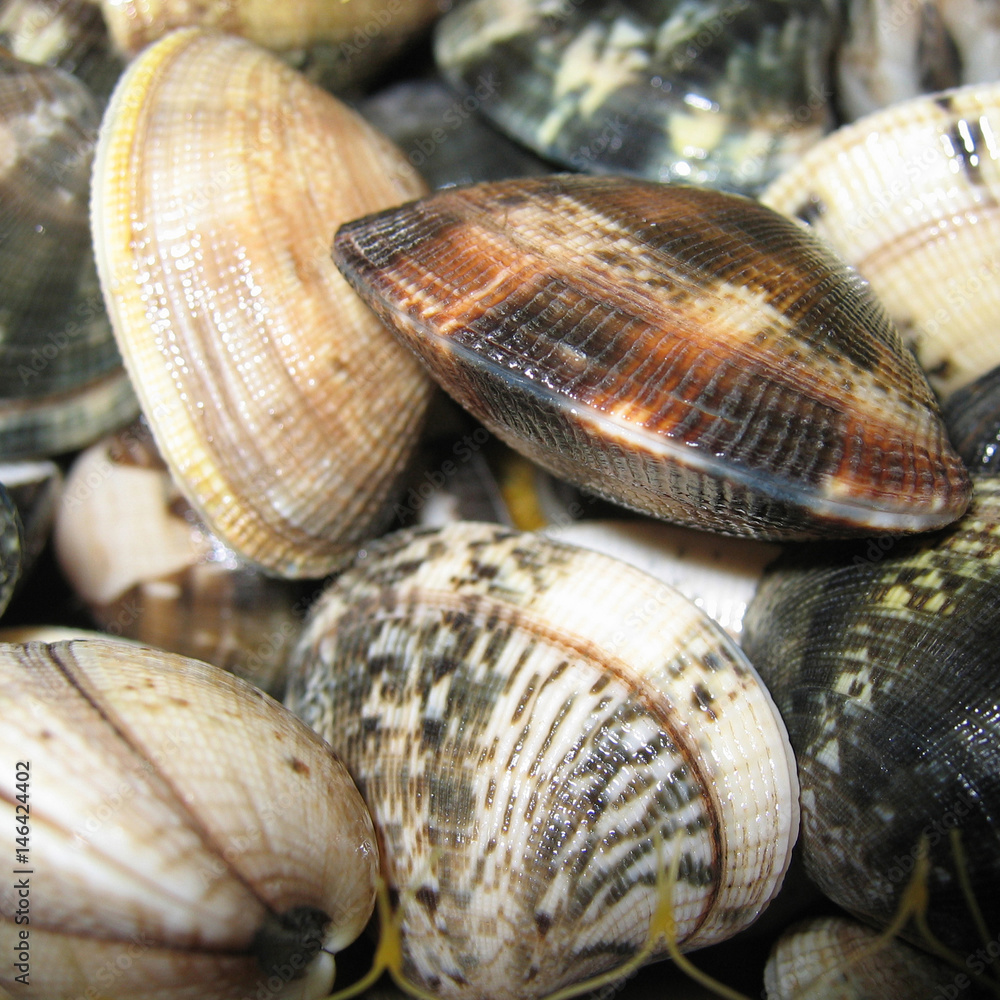 clams clams
