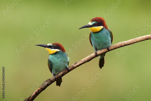 The European bee-eater (Merops apiaster) a pair on a branch with a green background