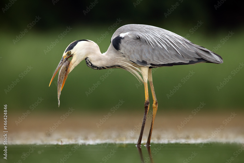 Obraz premium The grey heron (Ardea cinerea) with caught fish with green background