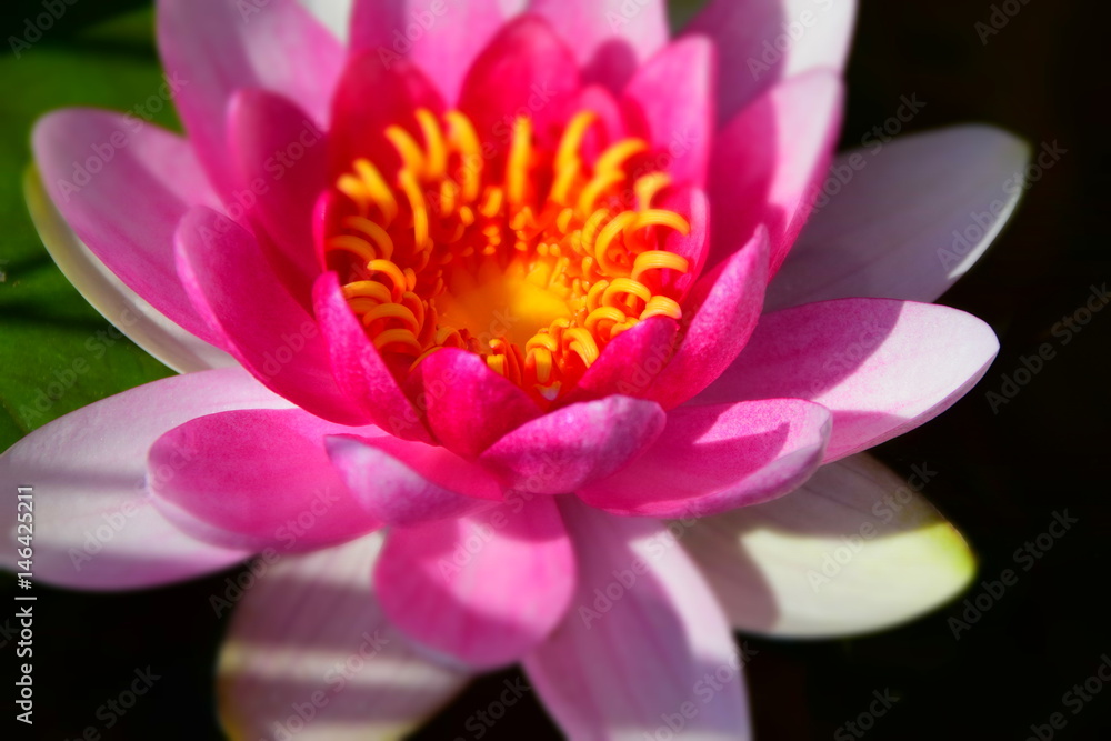 Pink Lotus - Seerose - Harmonie im Gartenteich - Water lily Pink Lotus - Seerose - Harmonie im Gartenteich - Water lily