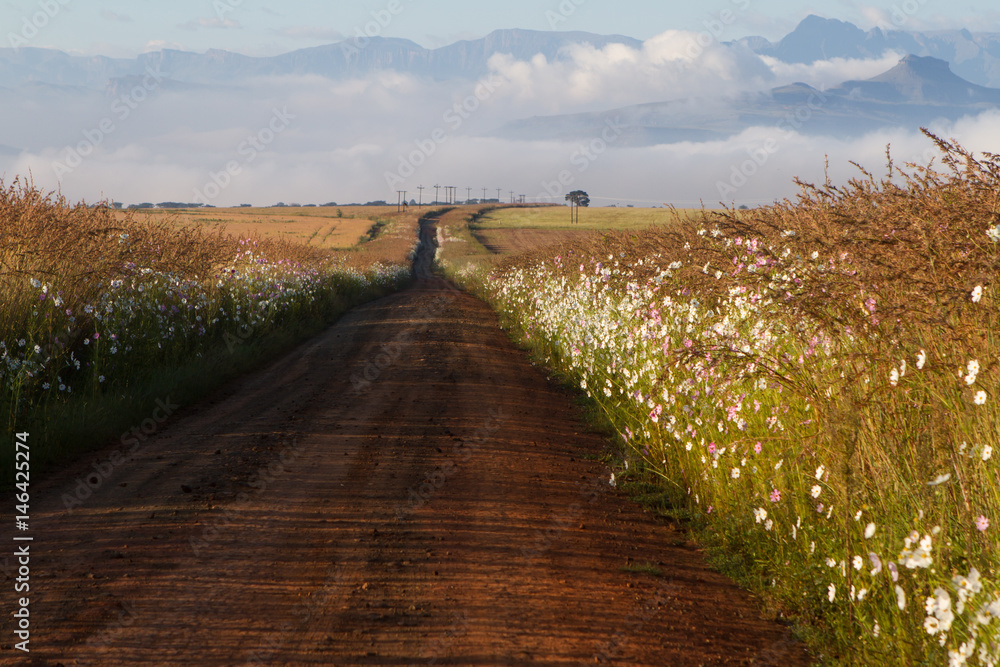 Road in Drakensberg with cosmos flowers