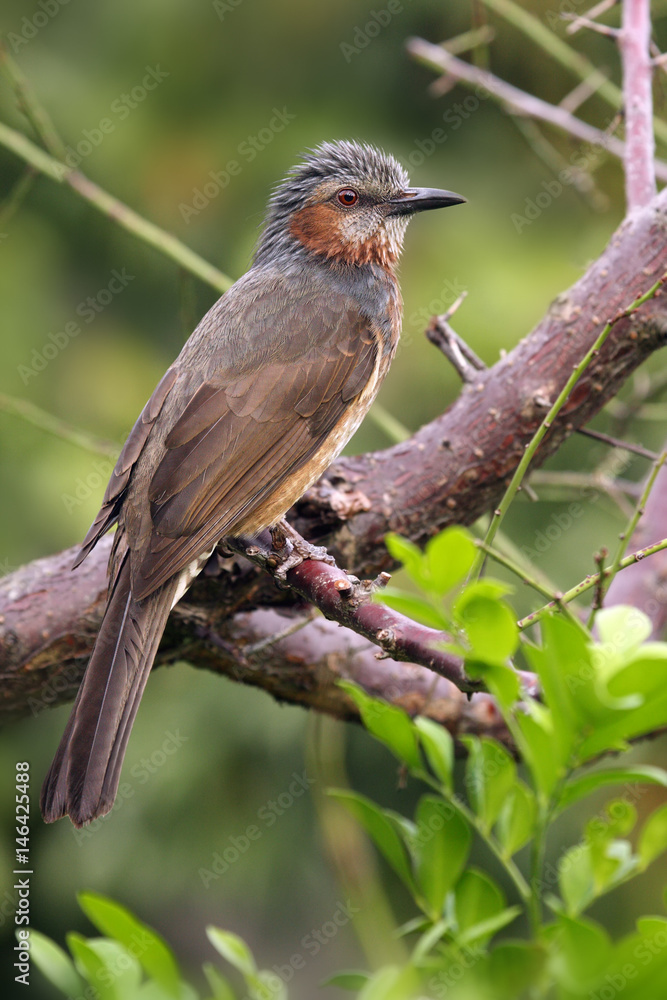 The brown-eared bulbul (Hypsipetes amaurotis) sitting on the branch