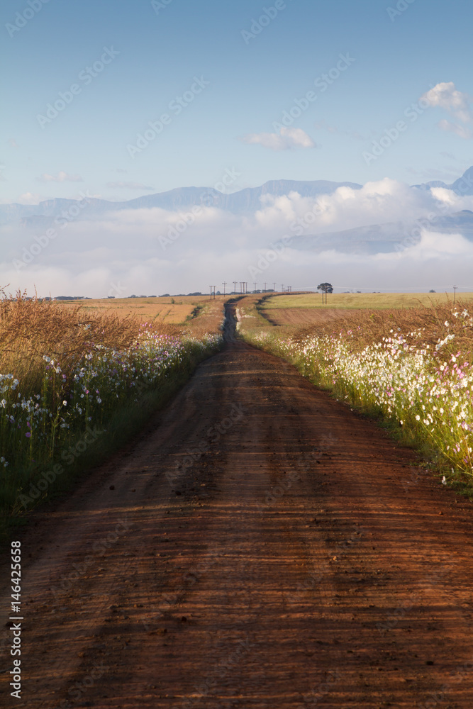 Fototapeta premium Road in Drakensberg with cosmos flowers
