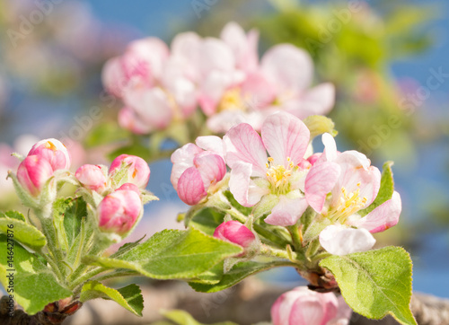 Beautiful pink and white apple flowers in early spring  with blue sky