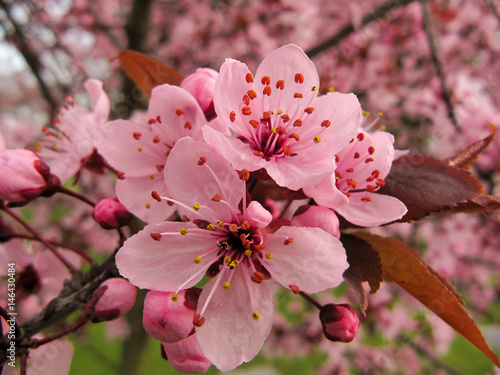Valokuva Cherry Blossoms Closeup