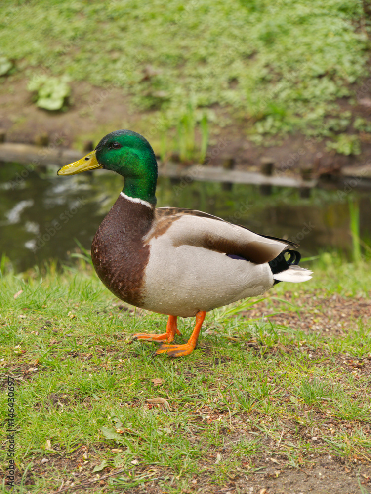A duck standing by the water