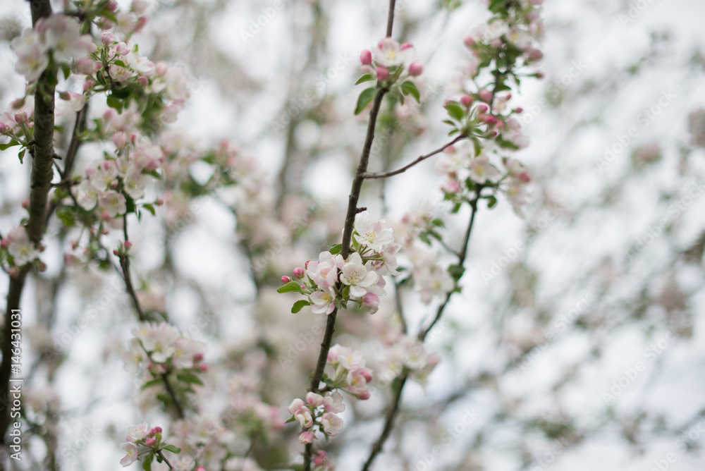 Blossoming of fruit tree during spring Blossoming of fruit tree during spring