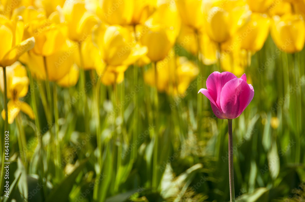 Pink Versus Yellow Tulips Pink Versus Yellow Tulips