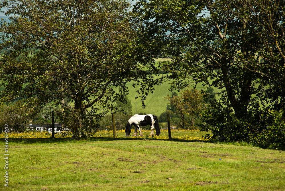 Black and white horse behind the fence in green park