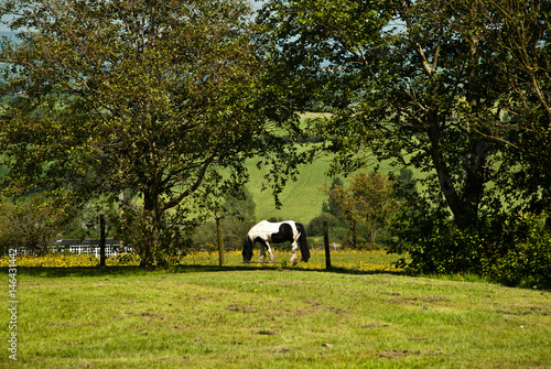 Obraz na płótnie Black and white horse behind the fence in green park w salonie